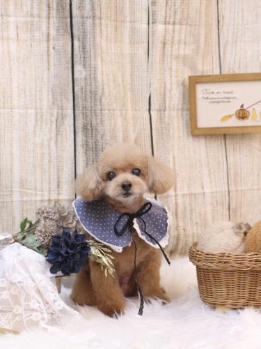 20241022マロンくん